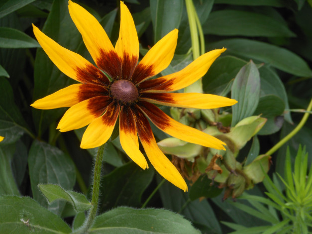 Обои картинки фото цветы, рудбекия, желтый