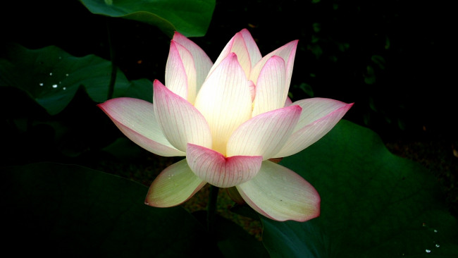 Обои картинки фото цветы, лотосы, лотос