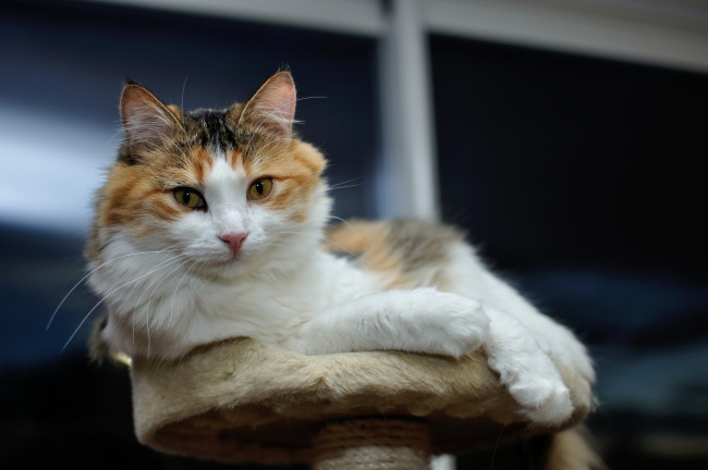 Обои картинки фото животные, коты, мордашка