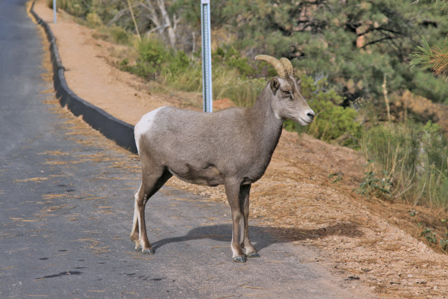 Обои картинки фото животные, козы, коза