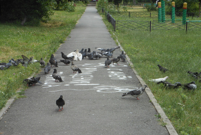 Обои картинки фото животные, голуби