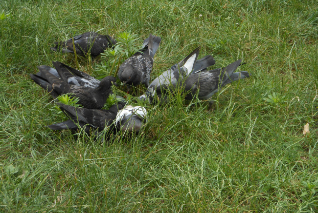 Обои картинки фото животные, голуби