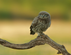 Картинка животные совы сыч ветка
