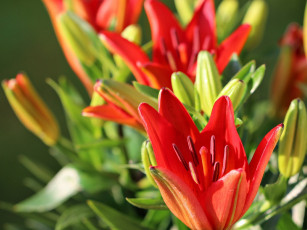 Картинка цветы лилии лилейники бутоны макро