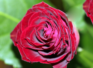 Картинка цветы розы макро бутон