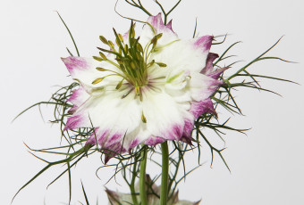 Картинка цветы нигелла красавица