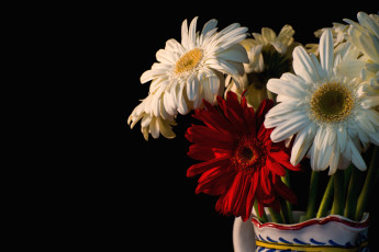 Картинка цветы герберы белый красный