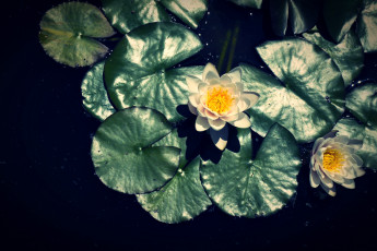 обоя цветы, лилии, водяные, нимфеи, кувшинки, вода, листья, белый