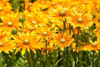 Картинка цветы рудбекия желтый много