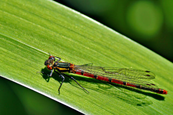 Картинка животные стрекозы лист стрекоза