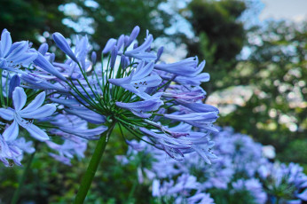 обоя цветы, агапантус, африканская, лилия