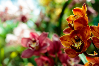 Картинка цветы орхидеи оранжевый