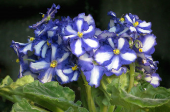 Картинка цветы фиалки африканская фиалка пестрый