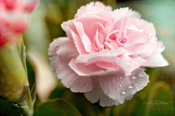 Картинка цветы гвоздики розовый