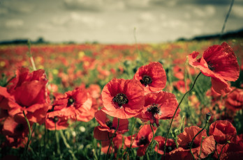Картинка цветы маки луг красота