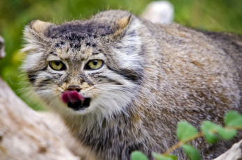 Картинка животные манулы кошка