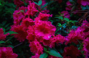 Картинка цветы рододендроны азалии малиновый
