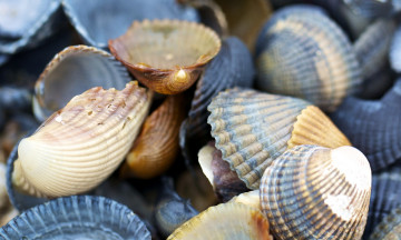 Картинка разное ракушки кораллы декоративные spa камни
