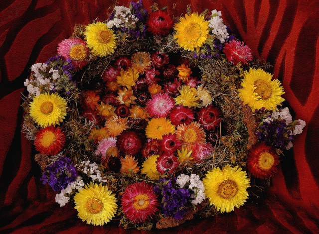 Обои картинки фото цветы, бессмертник, венок