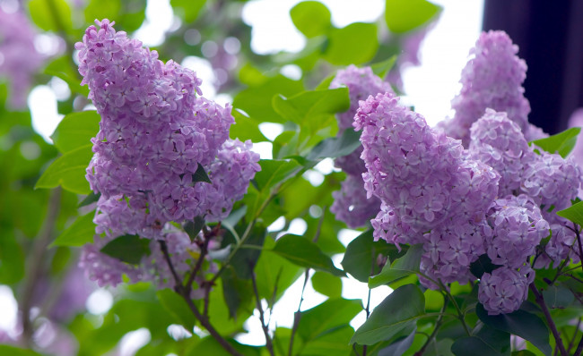 Обои картинки фото цветы, сирень, гроздья, нежность