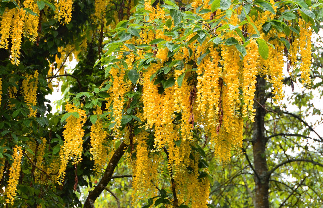 Обои картинки фото цветы, глициния, гроздья, желтый