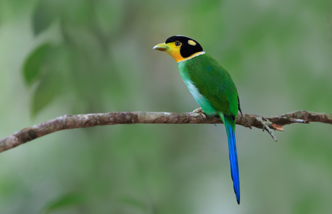 Обои картинки фото животные, птицы, экзотика