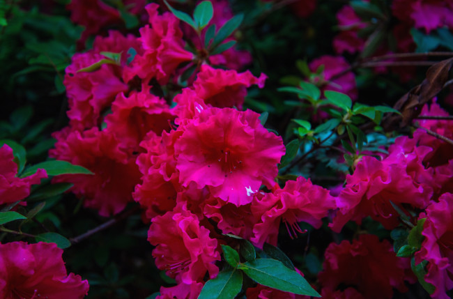 Обои картинки фото цветы, рододендроны, азалии, малиновый