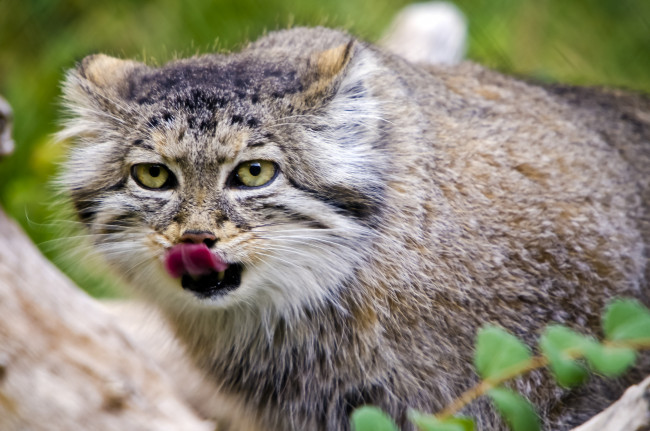 Обои картинки фото животные, манулы, кошка