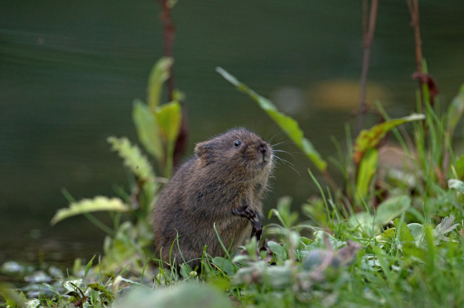 Обои картинки фото животные, крысы, мыши, зверек