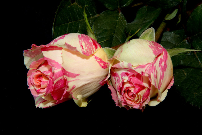 Обои картинки фото цветы, розы, пестрый