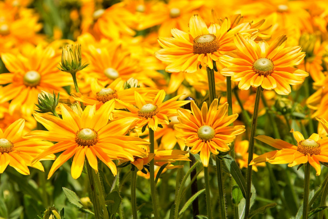 Обои картинки фото цветы, рудбекия, желтый, много