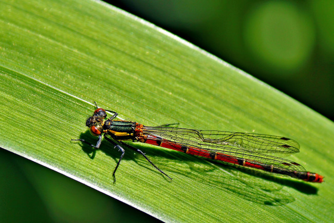 Обои картинки фото животные, стрекозы, лист, стрекоза