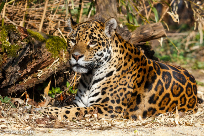 Обои картинки фото животные, Ягуары, хищник