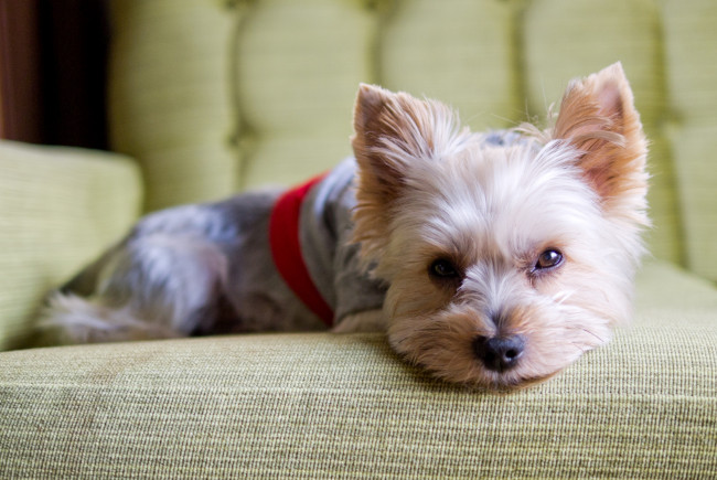 Обои картинки фото животные, собаки, щенок