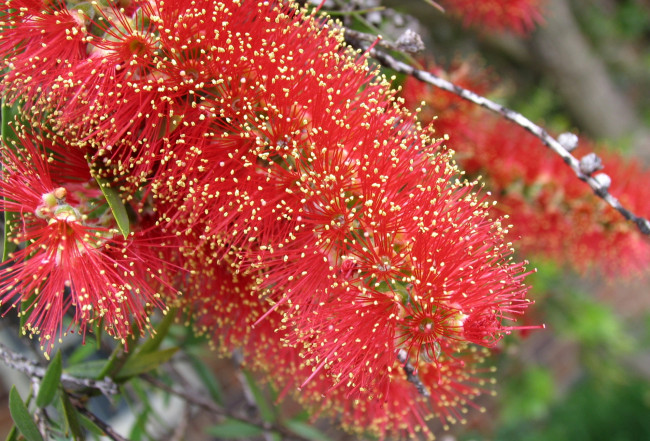 Обои картинки фото цветы, каллистемон, ершик