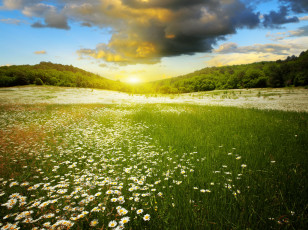 Картинка природа восходы закаты рассвет поле пейзаж трава лес облака небо ромашки