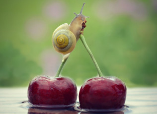 Картинка животные улитки вишня