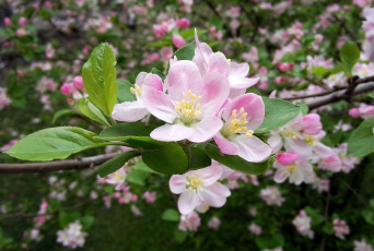 Картинка цветы цветущие+деревья+ +кустарники яблоня