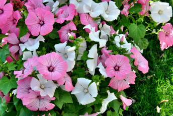 Картинка цветы лаватера много