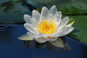 Картинка цветы лилии+водяные +нимфеи +кувшинки макро