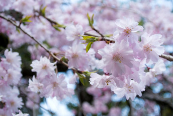 Картинка цветы сакура +вишня весна