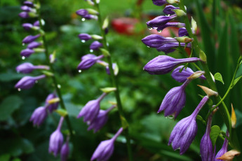 Картинка цветы хоста бутоны