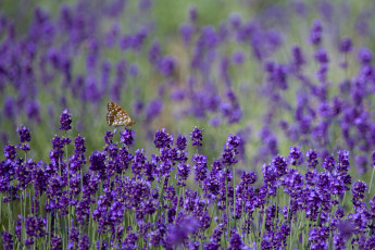 Картинка цветы лаванда бабочка