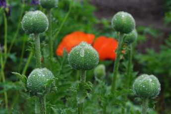 Картинка цветы маки бутоны