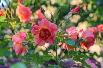 Картинка цветы розы розовый