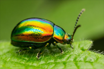 Картинка животные насекомые макро