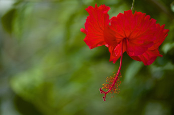 Картинка цветы гибискусы красный