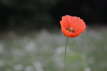 Картинка цветы маки одинокий макро