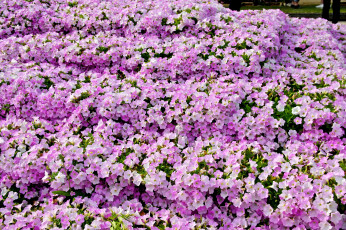 Картинка цветы петунии +калибрахоа ковер розовый