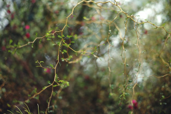 Картинка природа макро ветки